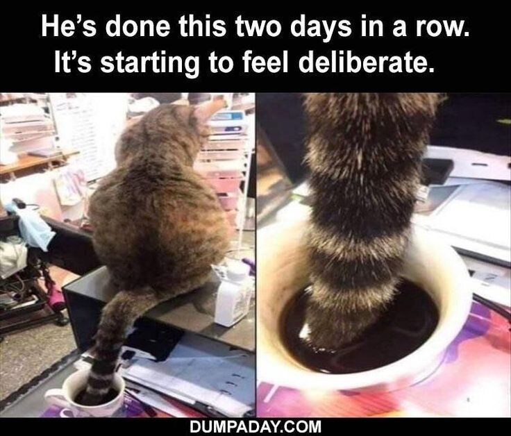 집사의 아침식사를 본 고양이 특.jpg_2.jpg