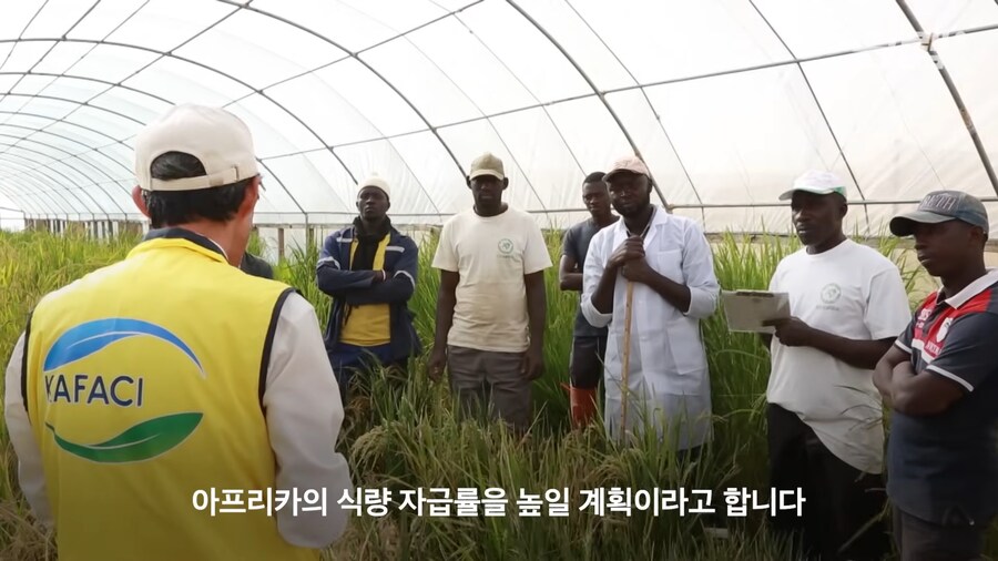 근래 떡상한 한국 쌀 품종류 甲_5.png