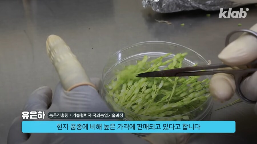 근래 떡상한 한국 쌀 품종류 甲_10.png