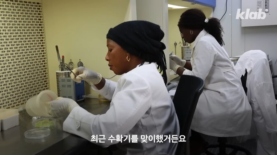 근래 떡상한 한국 쌀 품종류 甲_12.png