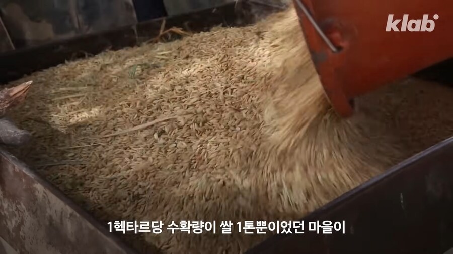 근래 떡상한 한국 쌀 품종류 甲_13.png