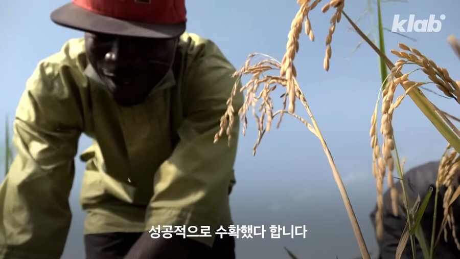 근래 떡상한 한국 쌀 품종류 甲_15.png