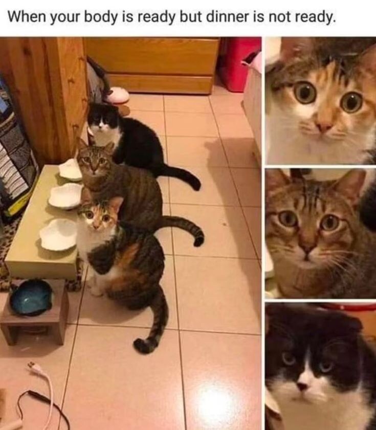 식사를 기다리는 고양이들 표정.jpg_1.jpg