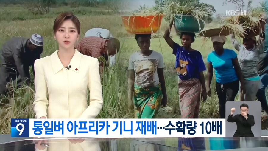 근래 떡상한 한국 쌀 품종류 甲_16.png