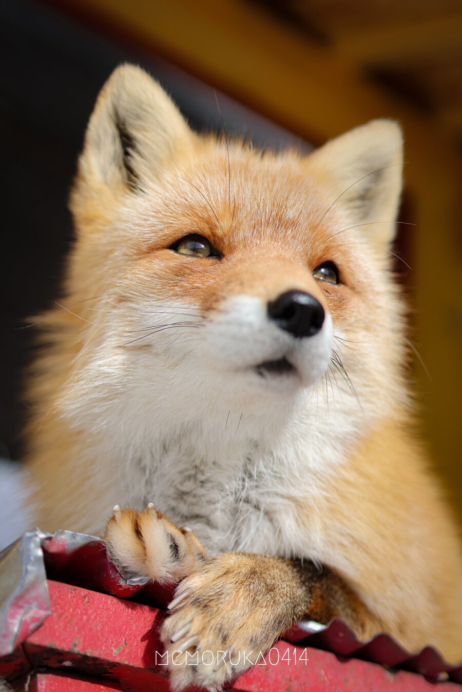 여우 보고 힐링해_1.jpg