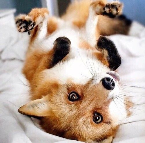 여우 보고 힐링해_4.jpg