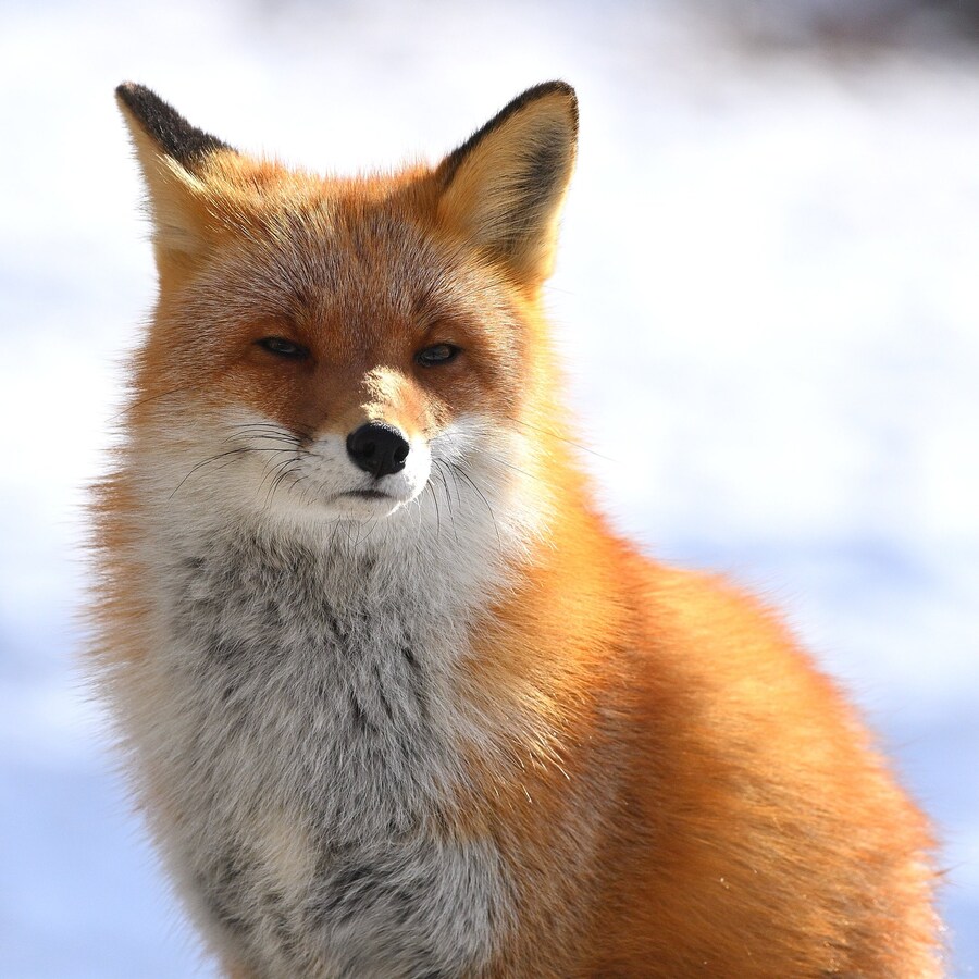 여우 보고 힐링해_5.jpg