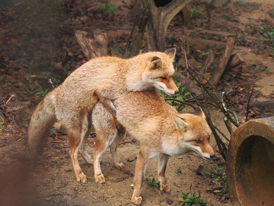 여우 보고 힐링해_9.jpg