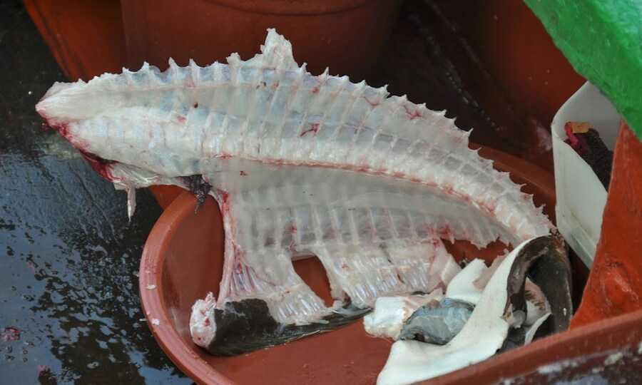 이정도면 50만원짜리 광어 가능?_3.png