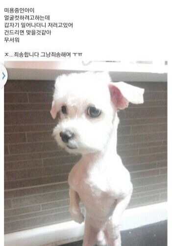 미용하다 개빡친 강아지.jpg_1.jpg