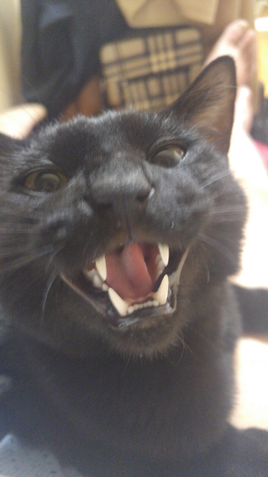 우리집 고양이 캣그라스 먹는거 보고가_2.jpg