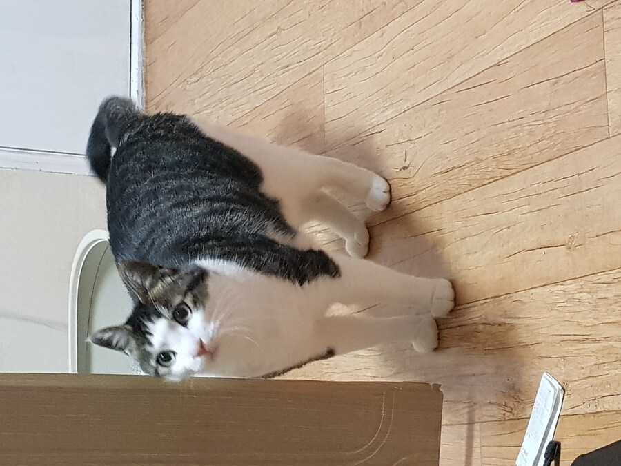 우리집 고양이 캣그라스 먹는거 보고가_5.jpg