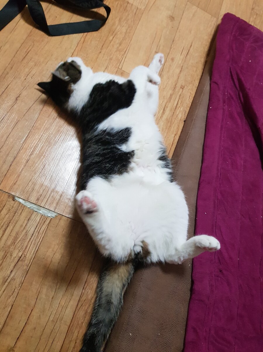 우리집 고양이 캣그라스 먹는거 보고가_6.jpg