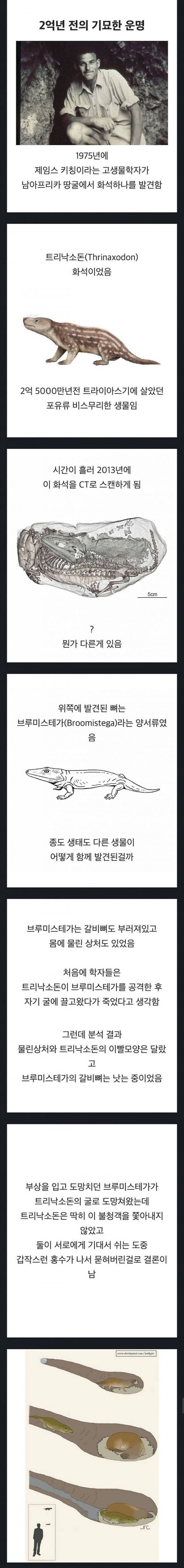 신기한 동물 화석_1.jpg