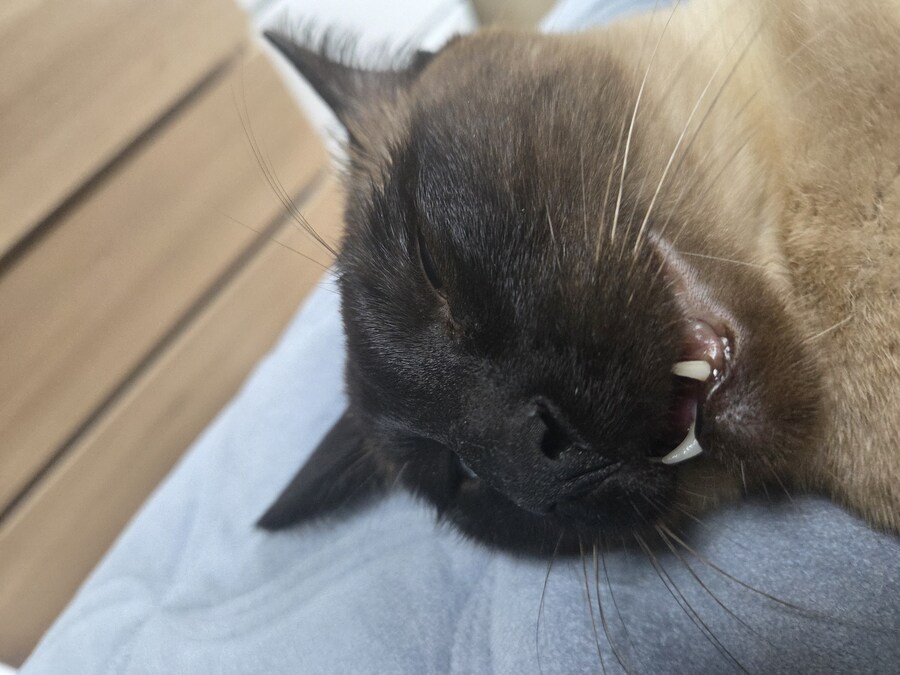 고양이 요리 실패해서 다 태웠다..._8.jpg