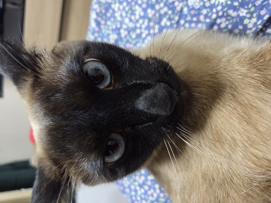 고양이 요리 실패해서 다 태웠다..._10.jpg