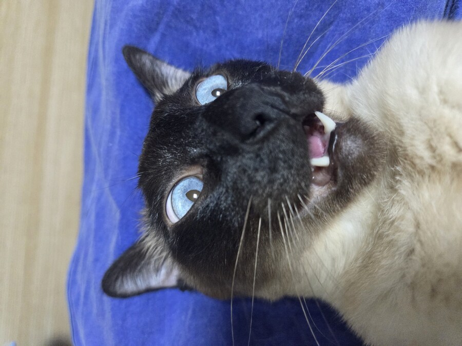 고양이 요리 실패해서 다 태웠다..._11.jpg