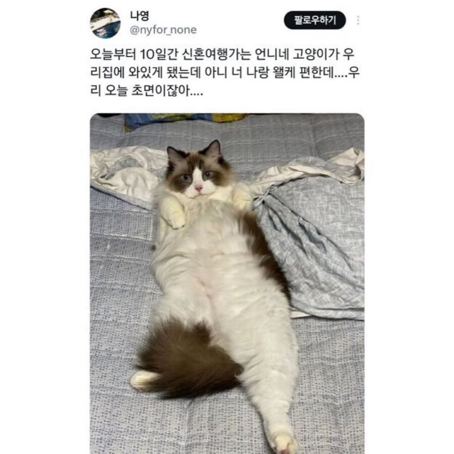 초면인데 편안한 고양이_1.jpg