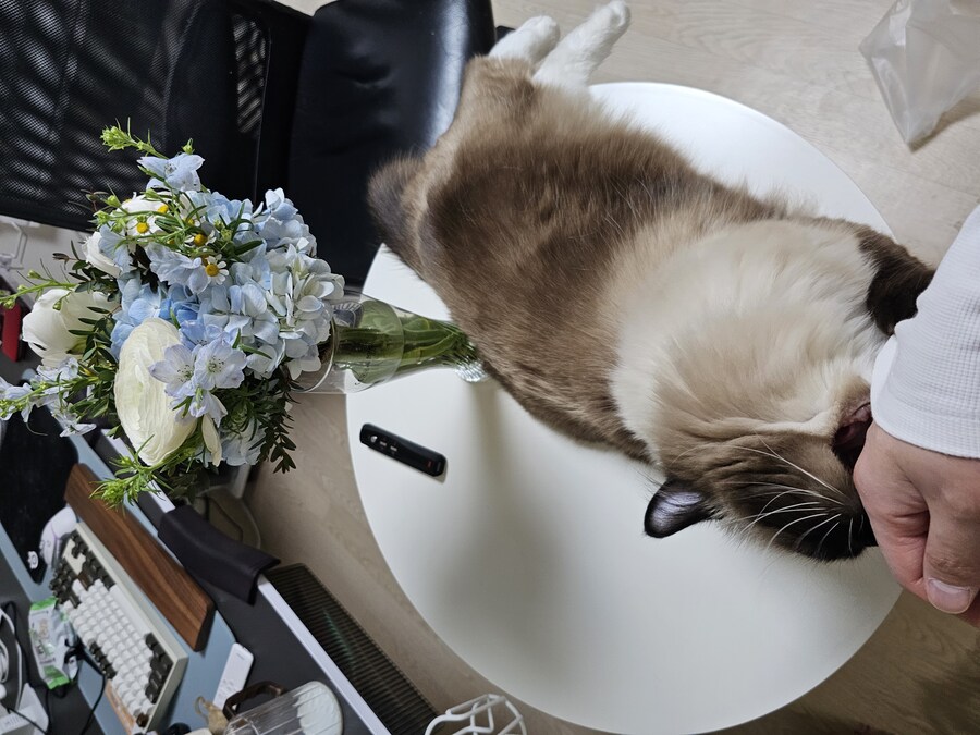 예쁜 꽃, 예쁜 고양이_3.jpg