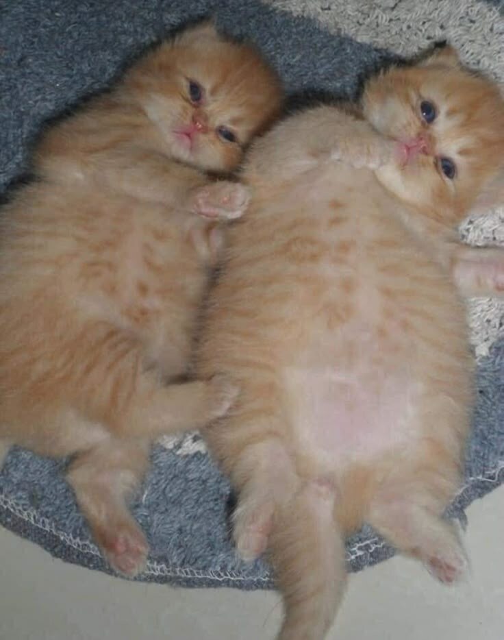 배부르게 먹은 새끼고양이.jpg_1.jpg