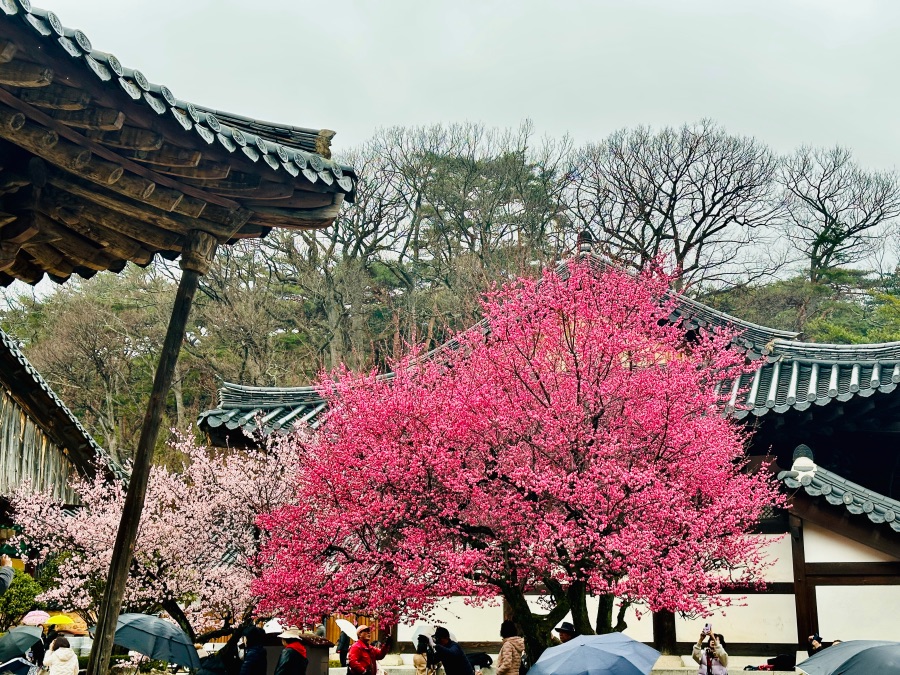 양산 통도사 자장매(홍매화)_2.jpeg