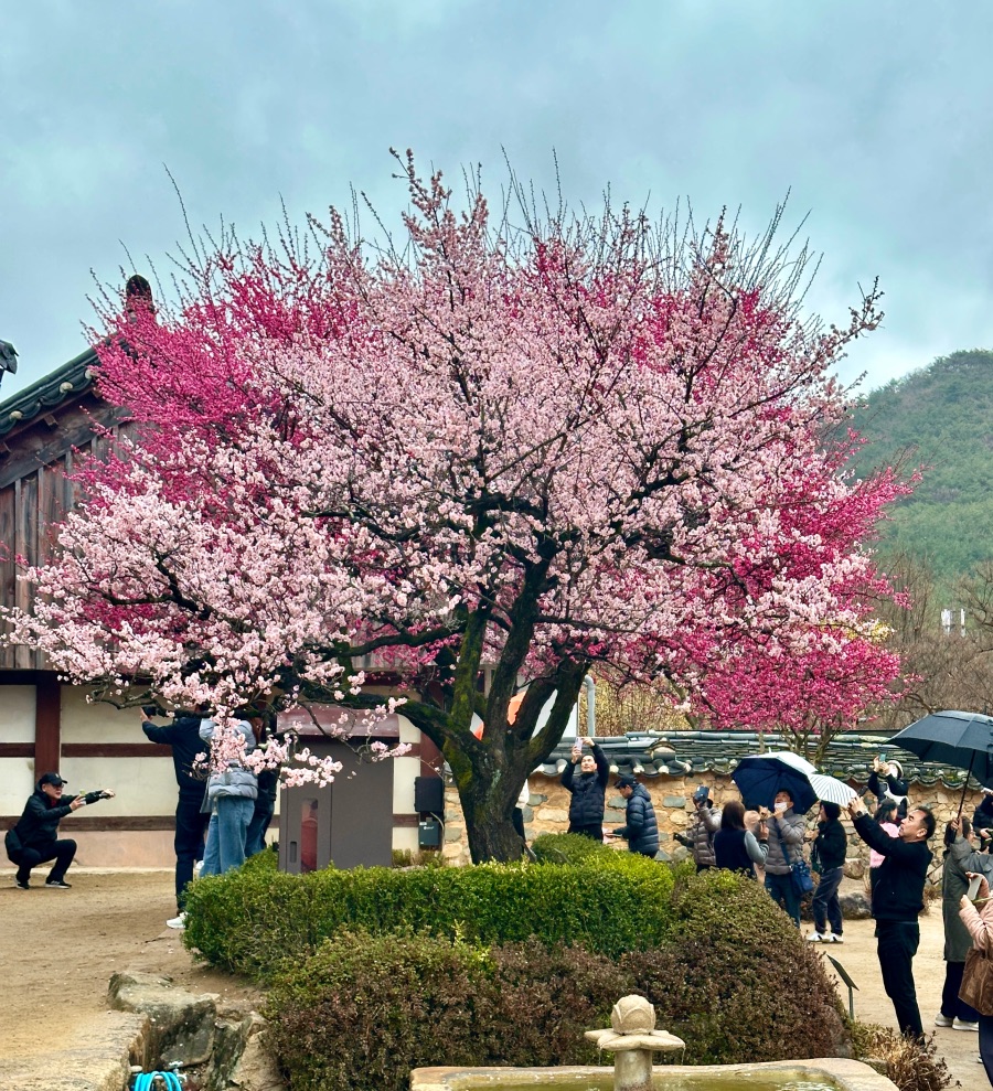 양산 통도사 자장매(홍매화)_4.jpeg