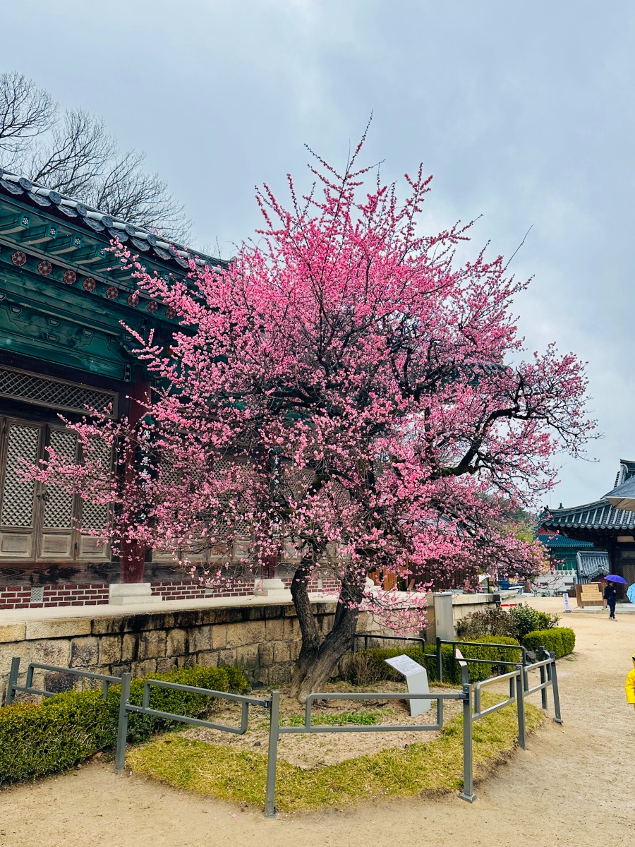 양산 통도사 자장매(홍매화)_5.jpeg