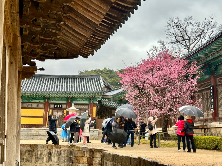 양산 통도사 자장매(홍매화)_7.jpeg