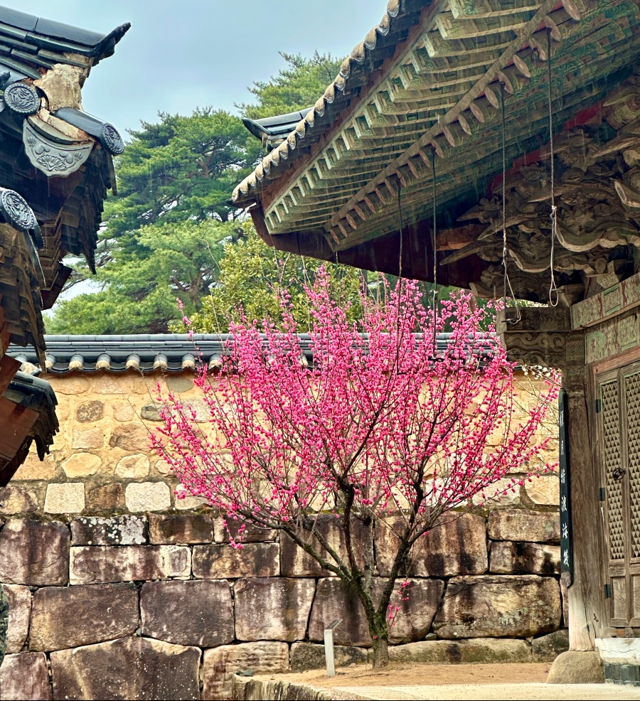 양산 통도사 자장매(홍매화)_8.jpeg