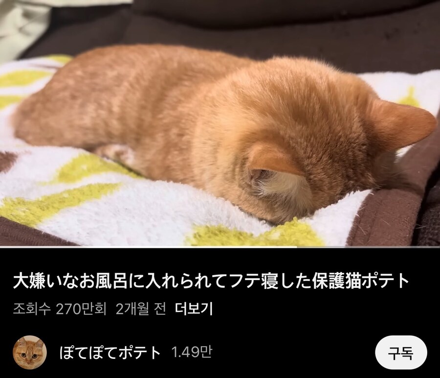 싫어하는 목욕당해서 울다 잠든 감자_1.png