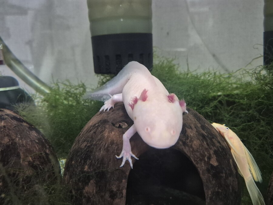 수조)코코넛에서 내려오는 럼프_1.jpg