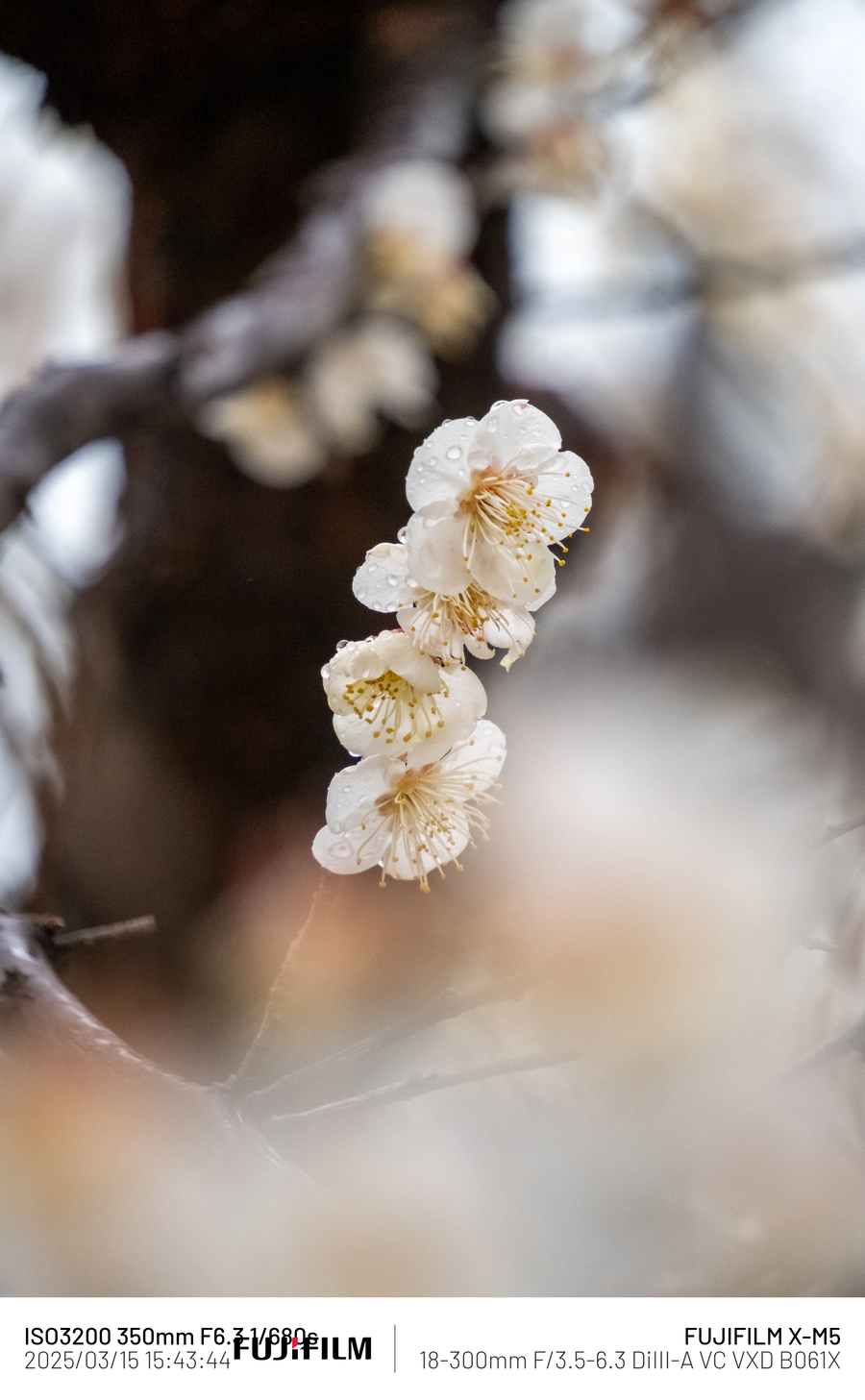 [사진] 매화_4.webp