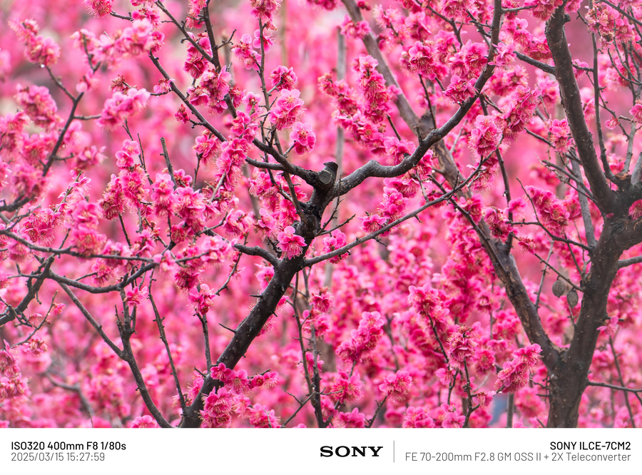 [사진] 매화_7.webp