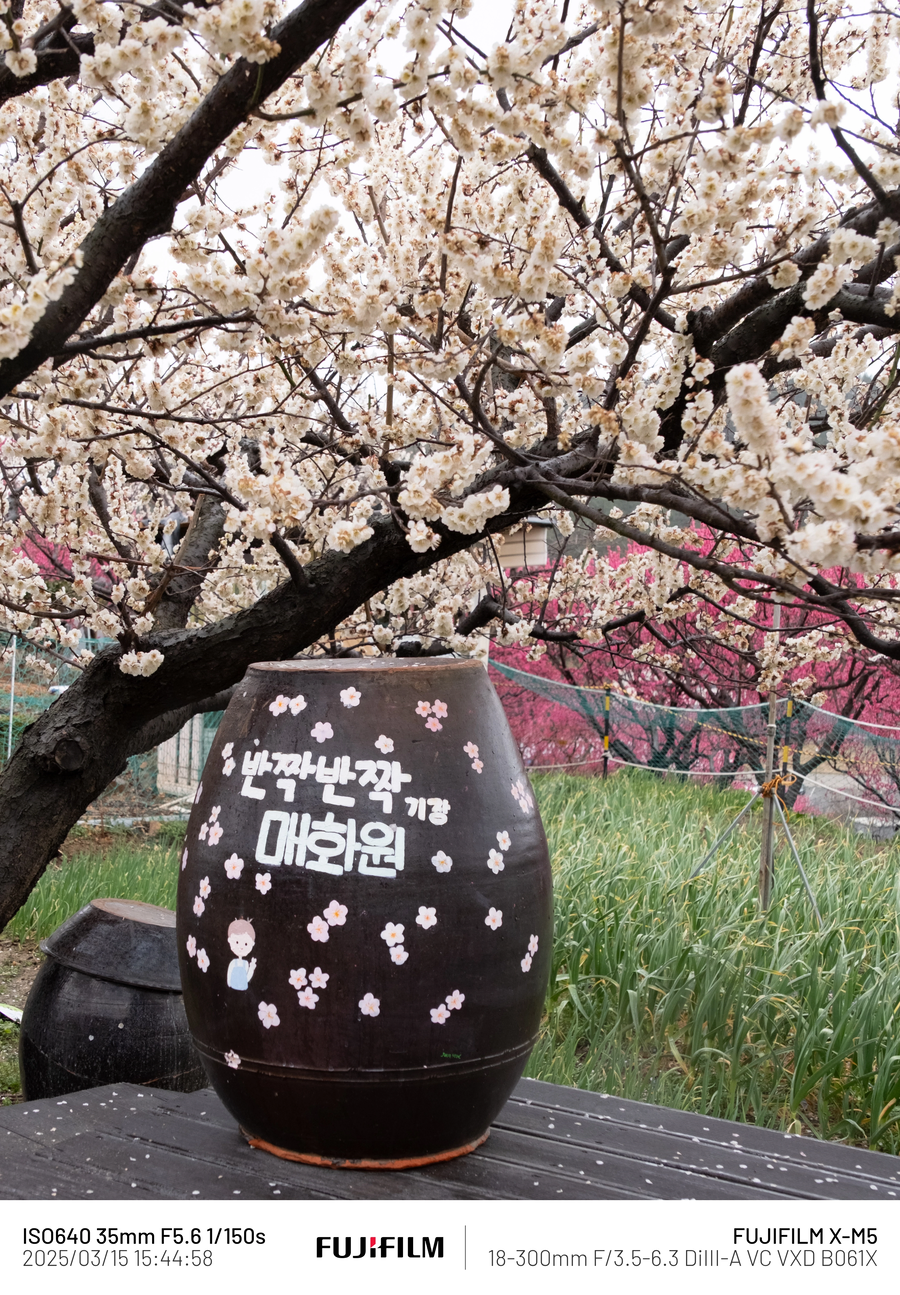[사진] 매화_10.webp