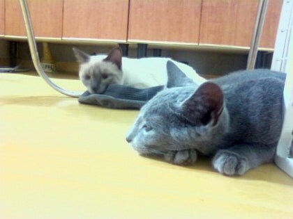 3월13일은 라온이의 14번째 생일이었습니다_11.jpg