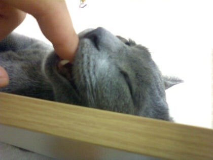 3월13일은 라온이의 14번째 생일이었습니다_20.jpg