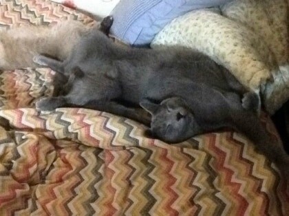 3월13일은 라온이의 14번째 생일이었습니다_25.jpg