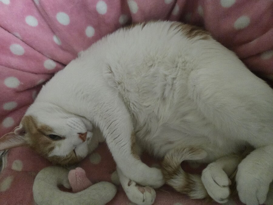 우리집 동물들 보고 갈래?_1.jpg