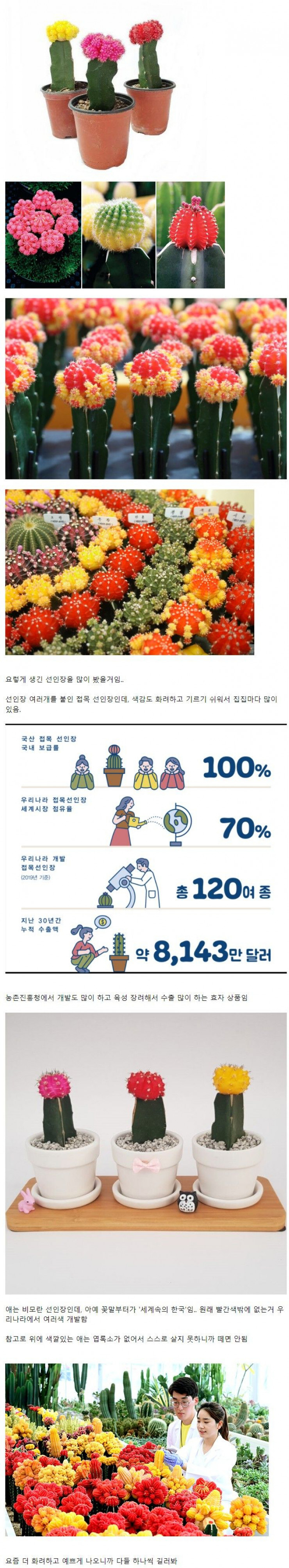 세계 시장 70% 점유하는 한국산 식물_1.jpg