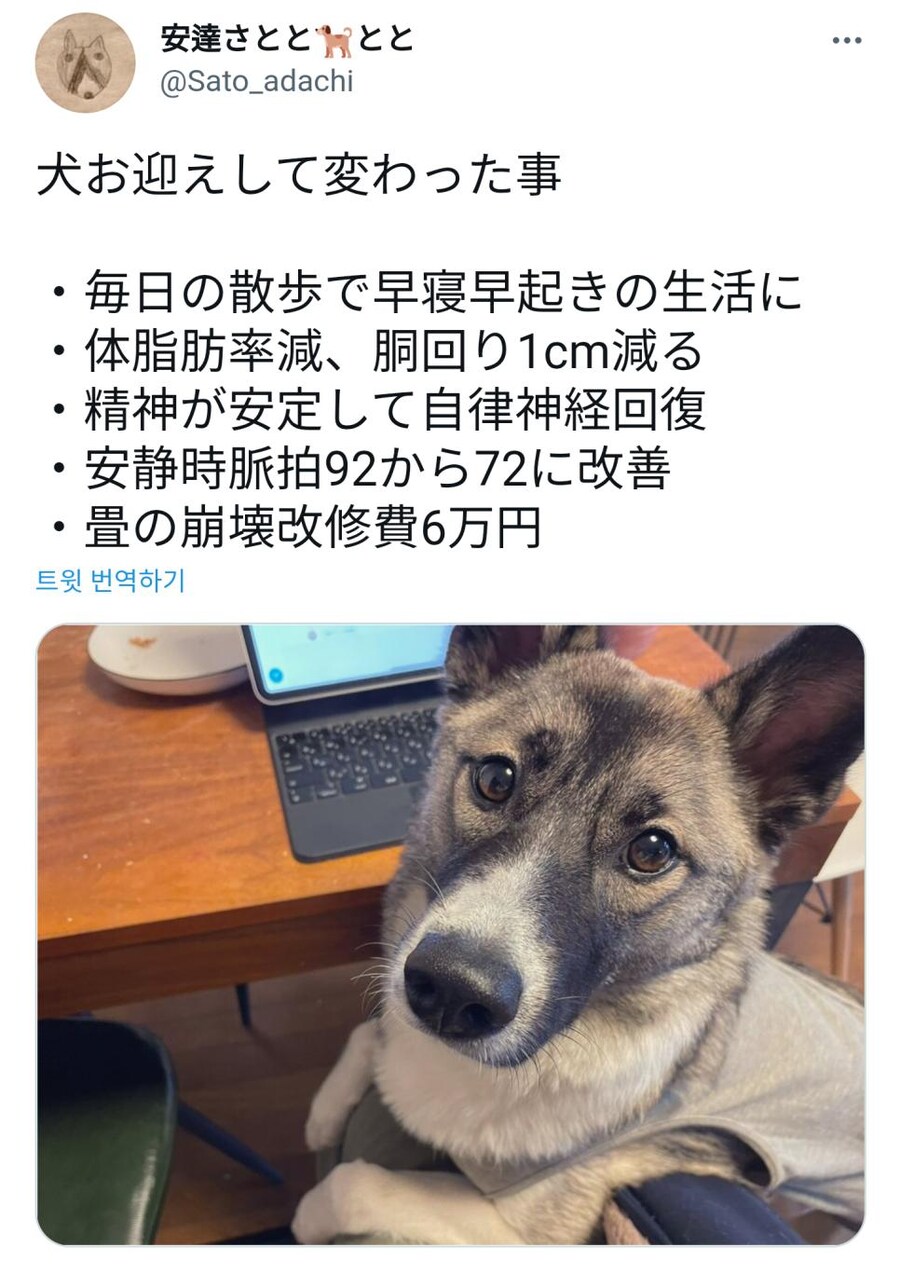 개를 키우고 얻은 긍정적인 효과들.jpg_1.jpg