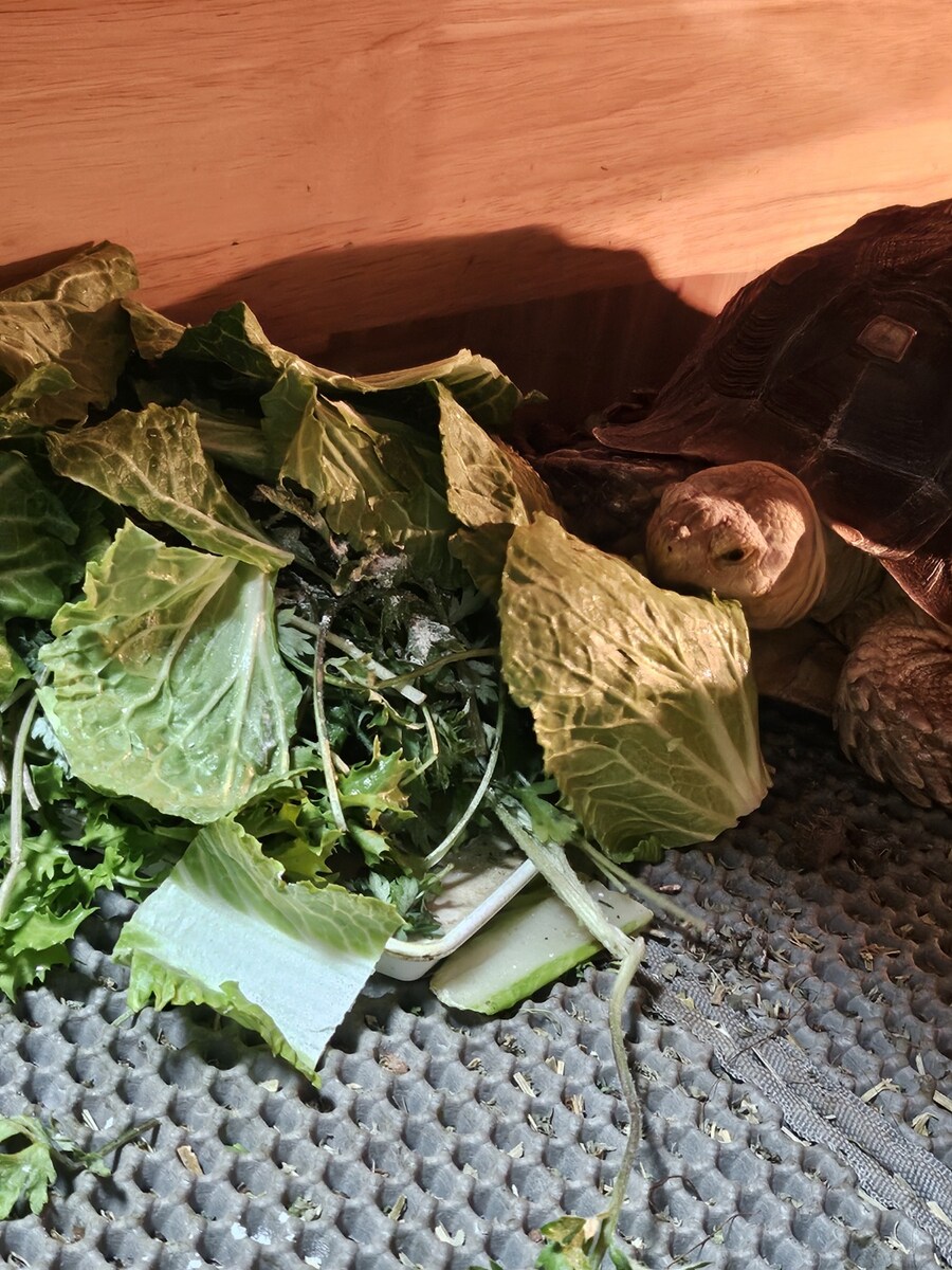 육지거북이 오래키우면 일어나는일.._3.jpg