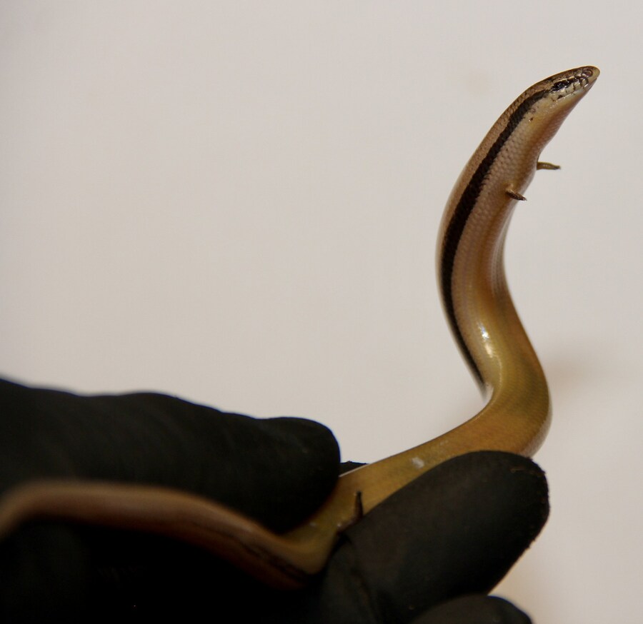 뱀에게 손이 달려 있는 이유_2.jpg
