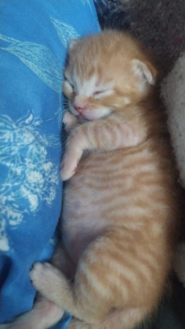 배부른 아기 고양이 특.jpg_4.jpg