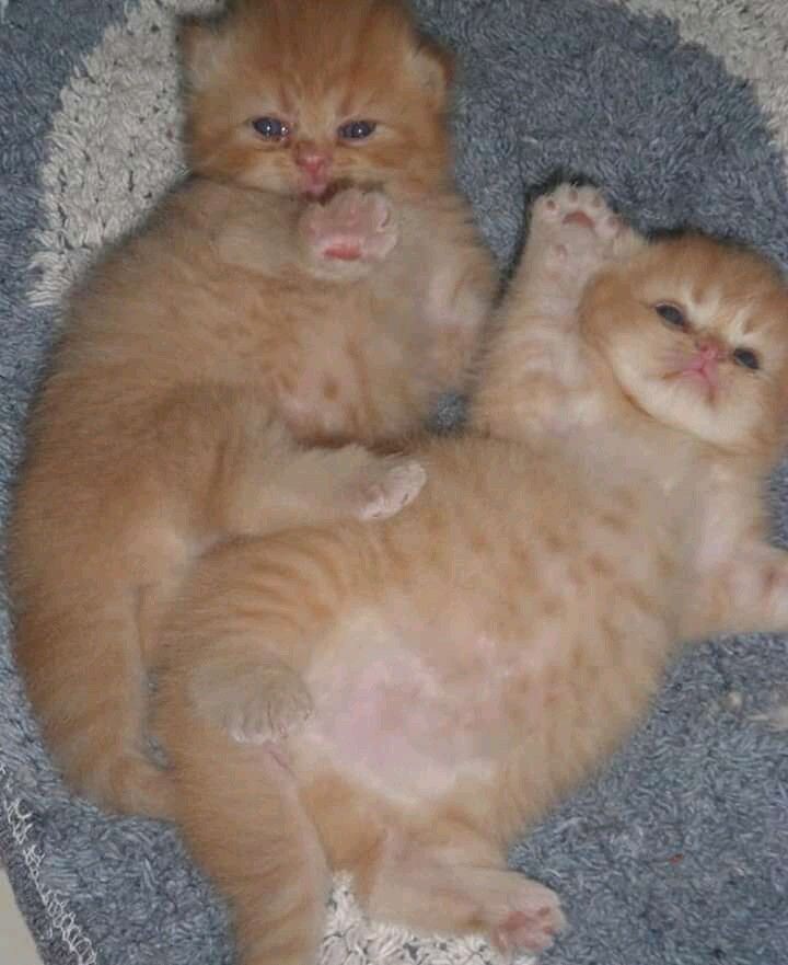 배부른 아기 고양이 특.jpg_8.jpg