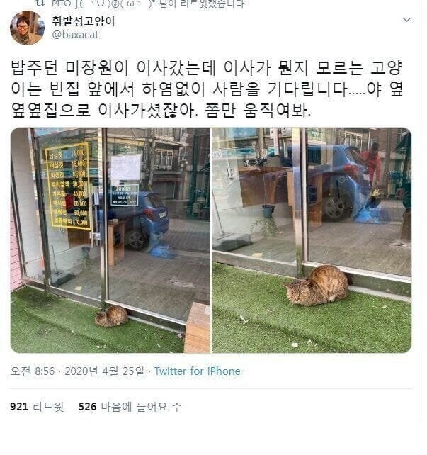 밥주던 사람이 이사 간줄 모르는 고양이_1.jpg