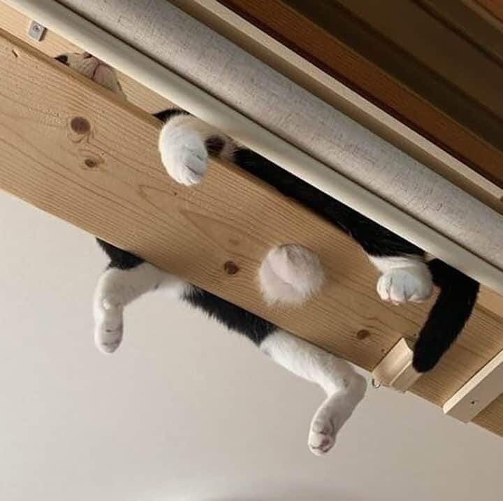 뚱냥이와 캣타워.jpg_3.jpg