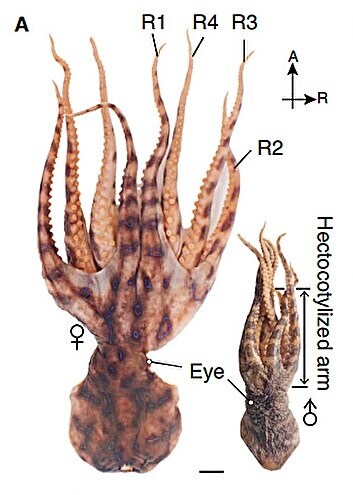맹독성으로 유명한 문어 수컷이 살아남는 법_5.jpg