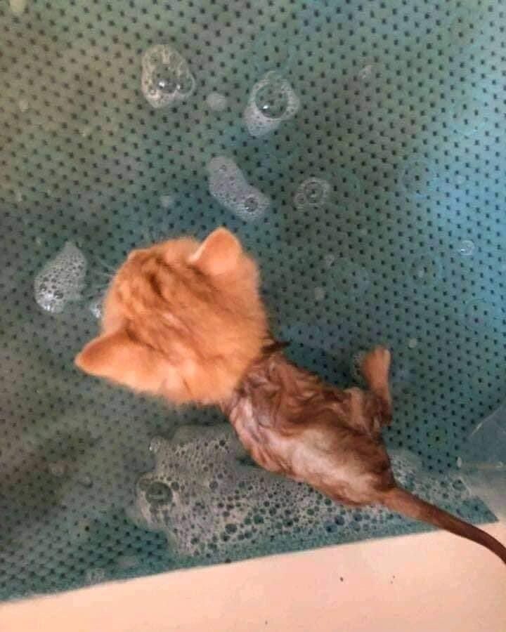 고양이가 물을 싫어하는 이유_2.jpg