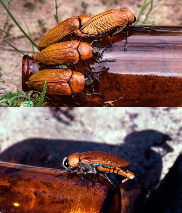 맥주병 때문에 멸종할 뻔한 딱정벌레 feat 호주_2.jpg