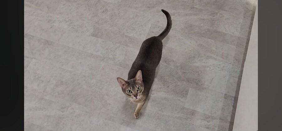 냥집사들 최고로 사악해지는 순간_3.jpg